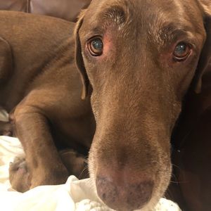 Meet your Posher, Liza